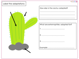 Adaptation Worksheets | Teaching Resources