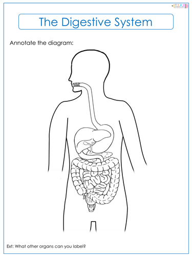 Digestive System Label Worksheets by TheScienceResourceBank - Teaching ...