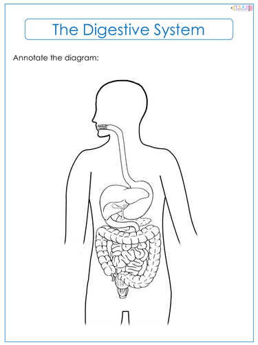 Digestive System Label Worksheet by TheScienceResourceBank Teaching