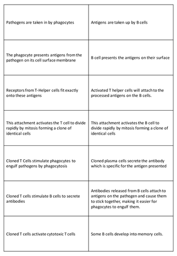 New AQA (2016) Year 1 Biology (AS) - Antibodies - Flipped Learning ...