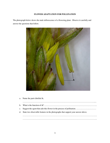 Flower adaptation for pollination