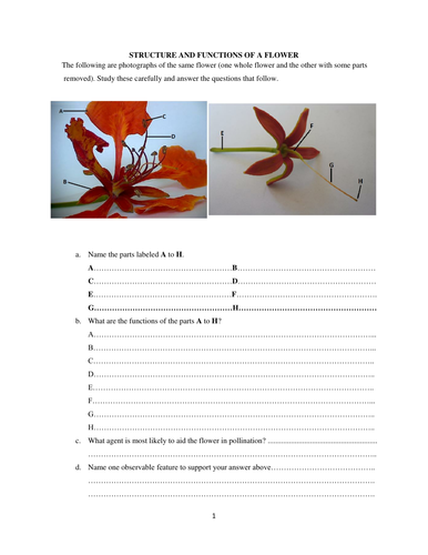 Structure and functions of a flower