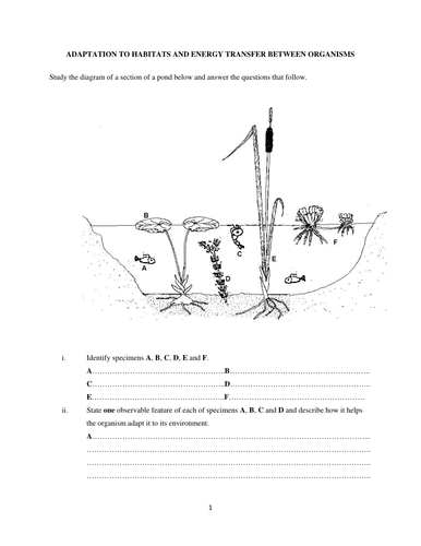 Adaptation to Habitats and Energy Transfer Between Organisms