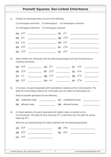 Punnett Squares Sex Linked Inheritance Teaching Resources 2949