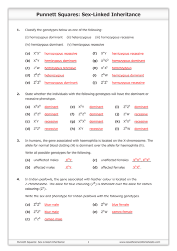 Punnett Squares Sex Linked Inheritance Teaching Resources 2077