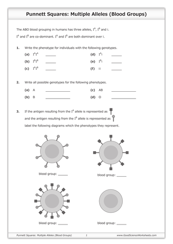 Punnett Squares - Multiple Alleles (Blood Groups) | Teaching Resources