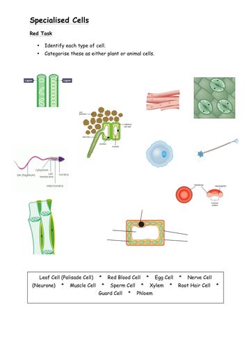 AQA Biology - L2 Specialised Cells