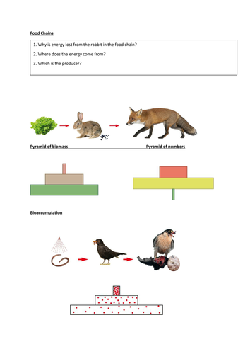 8D Unicellular and Multicellular KS3 | Teaching Resources