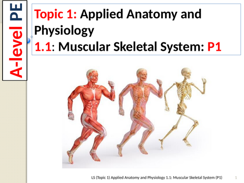 A-level PE EDEXCEL (Spec 2016)  1.1: Muscular Skeletal System (Part 1)