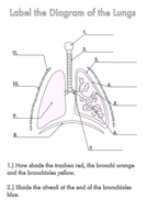 Four Human Biology Diagrams to Label - Heart, Lungs, Digestive System ...