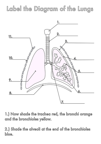 Four Human Biology Diagrams to Label - Heart, Lungs, Digestive System