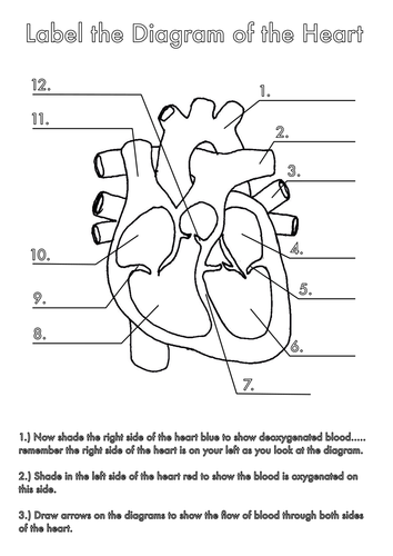 Four Human Biology Diagrams to Label - Heart, Lungs, Digestive System ...