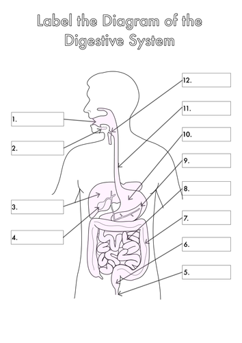 Four Human Biology Diagrams to Label - Heart, Lungs, Digestive System