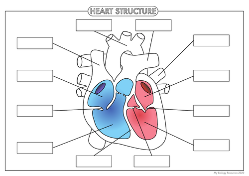 blank heart diagram