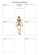 GCSE PE AQA 2016 Functions of the Skeleton | Teaching Resources