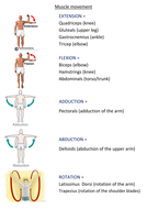 GCSE PE Muscle movement revision sheet | Teaching Resources