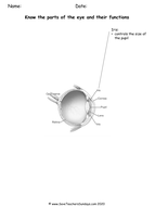 parts of the eye ks2 lesson plan worksheet and plenary