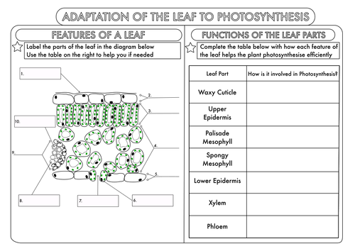 GCSE Photosynthesis Topic Worksheets by beckystoke - Teaching Resources
