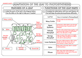 Gcse Biology Photosynthesis Worksheet Pack By Beckystoke Teaching