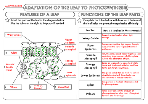 gcse-biology-photosynthesis-worksheet-pack-teaching-resources