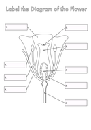 GCSE Plant Biology Diagrams to Label | Teaching Resources