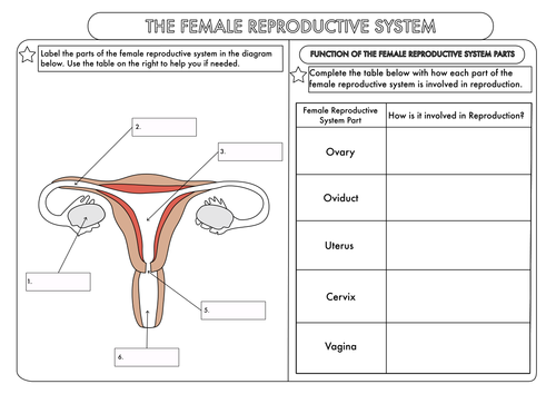 Printables Human Reproduction Worksheet gcse worksheets on human reproduction by beckystoke teaching resources tes