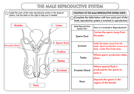 GCSE Biology Worksheet Pack: Human Reproduction by beckystoke
