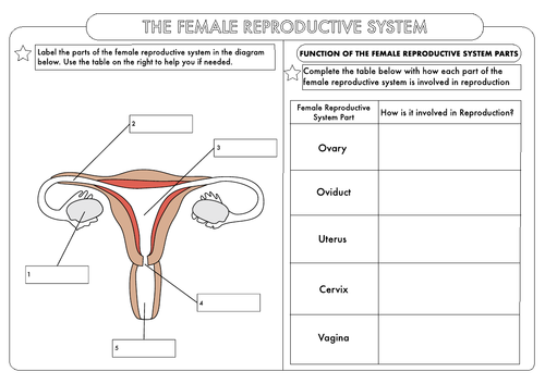 female-reproductive-system-worksheet-answers-acestips