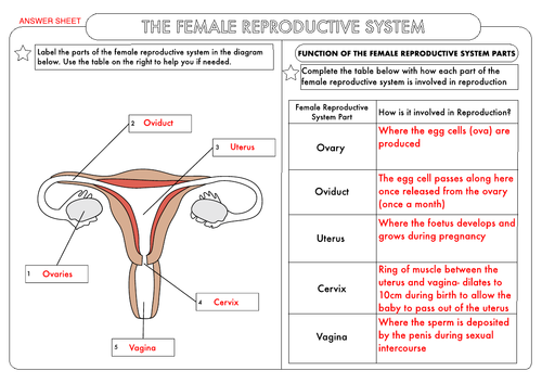 Gcse Biology Human Reproduction Worksheet Pack Teaching Resources 