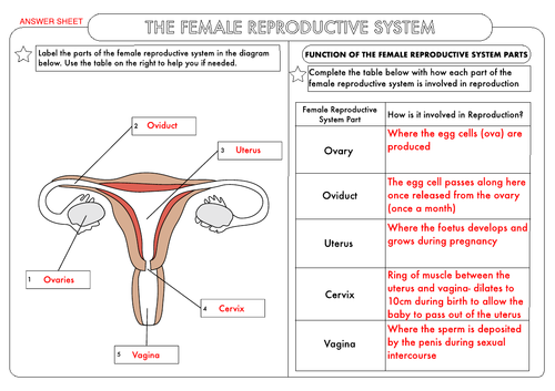 Gcse Biology Human Reproduction Worksheet Pack Teaching Resources