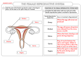 GCSE Biology: Human Reproduction Worksheet Pack | Teaching Resources