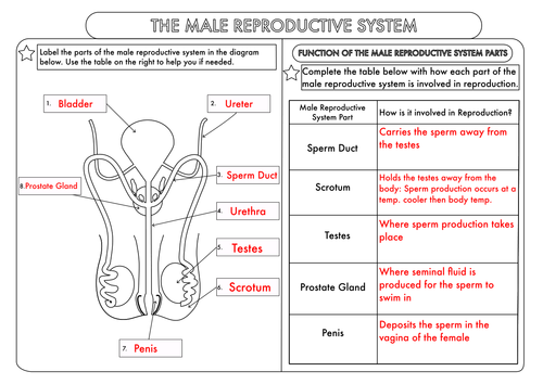 Gcse Worksheets On Human Reproduction By Beckystoke Teaching