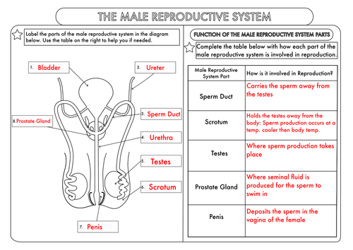 gcse-worksheets-on-human-reproduction-by-beckystoke-teaching