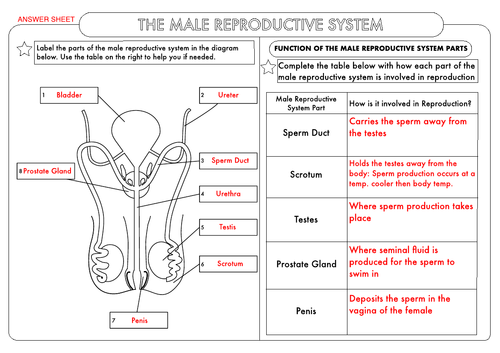 Gcse Biology Human Reproduction Worksheet Pack Teaching Resources 4143