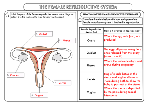 GCSE worksheets on Human Reproduction by beckystoke - Teaching