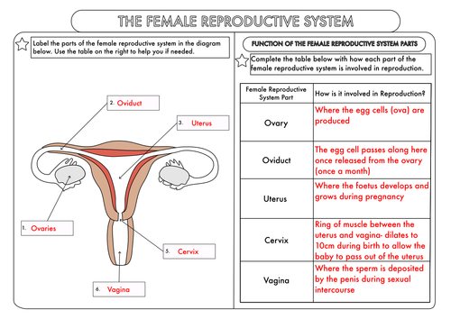 Gcse Worksheets On Human Reproduction By Beckystoke Teaching