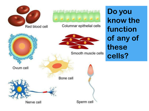 Cell Biology - New AQA GCSE Trilogy (Biology) | Teaching Resources