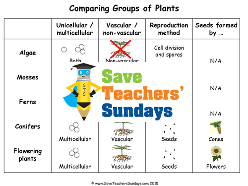 Comparing Groups of Plants KS2 Lesson Plan, Activity and Worksheet ...