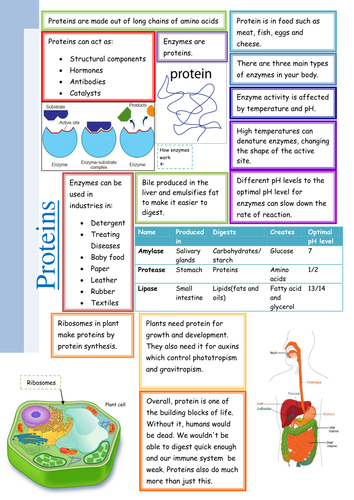 Protein Poster | Teaching Resources