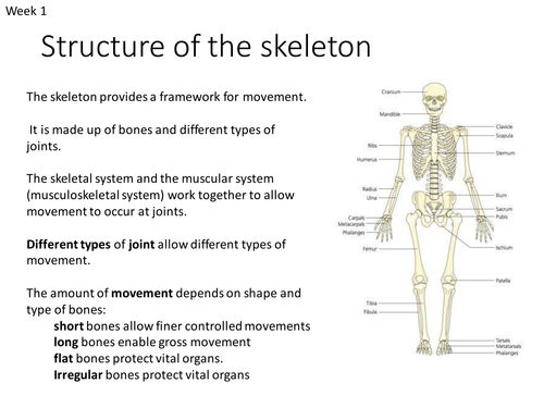 AQA GCSE PE NEW SPEC - Unit 2 skeletal, muscular systems and movement ...