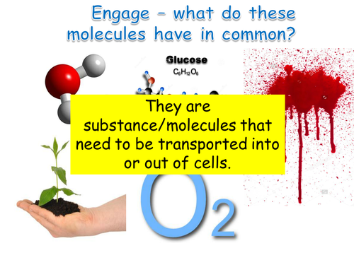 Edexcel (New 9-1) Topic 1 - L8 Cell Transport