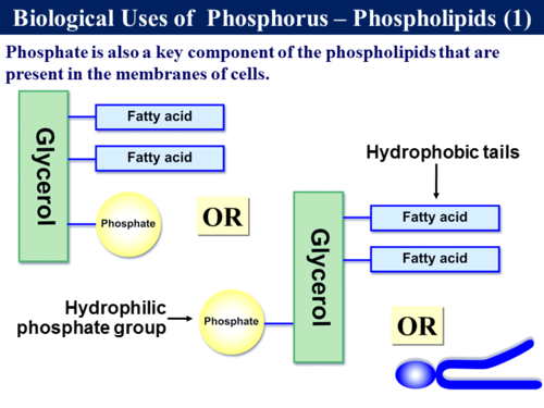 3.5.4 The Phosphorus Cycle | Teaching Resources