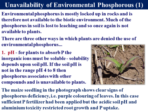 3.5.4 The Phosphorus Cycle | Teaching Resources
