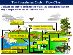 3.5.4 The Phosphorus Cycle | Teaching Resources