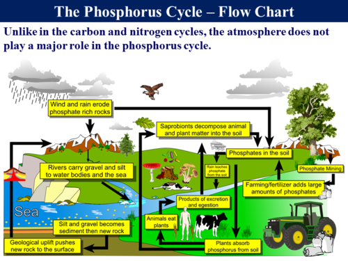 3.5.4 The Phosphorus Cycle | Teaching Resources