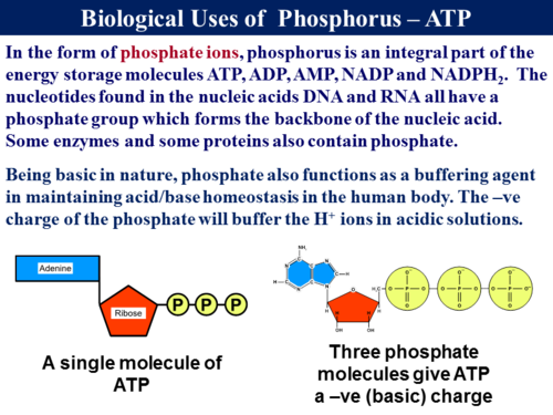 3.5.4 The Phosphorus Cycle | Teaching Resources