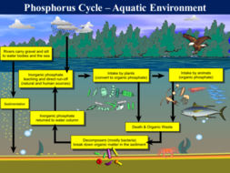 3.5.4 The Phosphorus Cycle | Teaching Resources