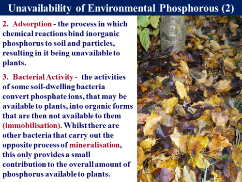 3.5.4 The Phosphorus Cycle | Teaching Resources