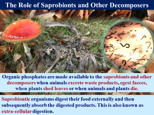 3.5.4 The Phosphorus Cycle | Teaching Resources