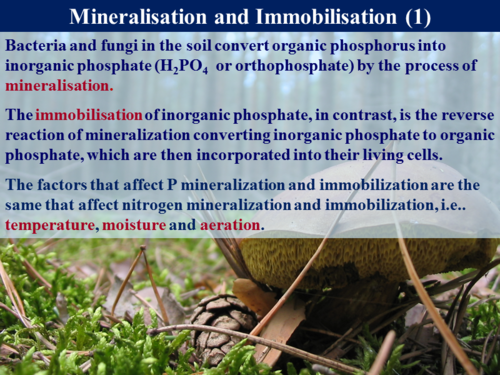 3.5.4 The Phosphorus Cycle | Teaching Resources